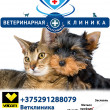 Ветеринарная помощь, ветеринарная клиника, веткабинет, ветаптека Питомец в Заславле 05.11.17