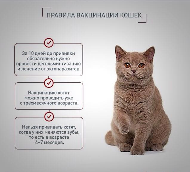 3 правила кошек. Прививки котятам. Обязательные прививки для котят. Прививки для кошек котят. Прививки котятам какие и когда.