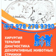Ветеринарная клиника Svk в Севастополе 23.02.19